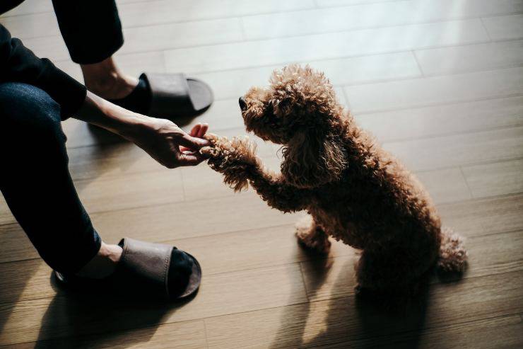 Perché i pets sono affettuosi