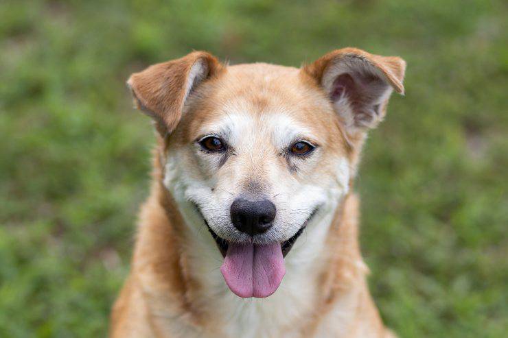 Il cane e i 10 rimedi naturali