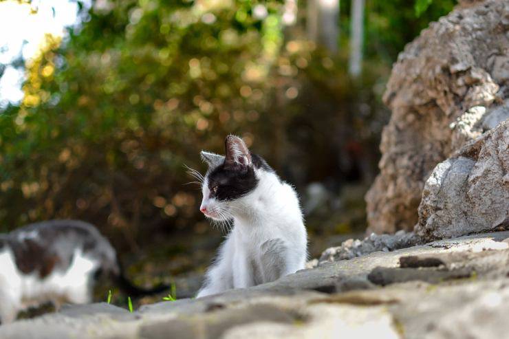 gattino bianco e nero 