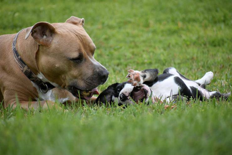 mamma cane con il suo cucciolo