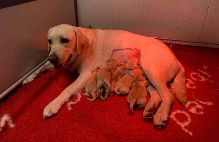 mamma stella cagnolini Labrador