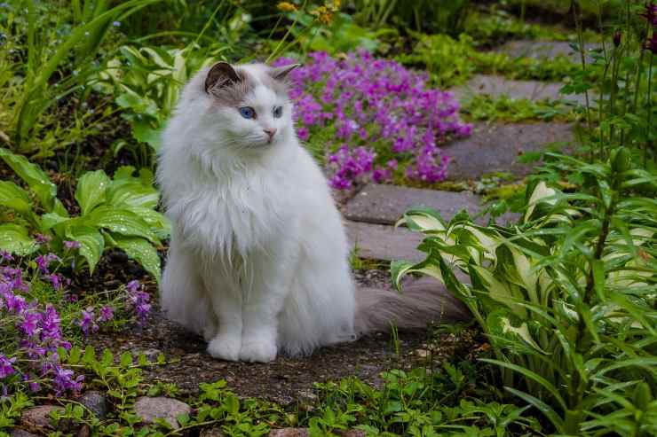 Gatto in giardino