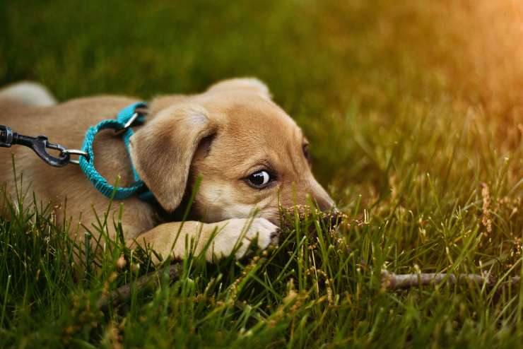 Il cane e il tempo per la cacca