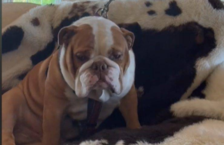 Bulldog Harry espressione cane