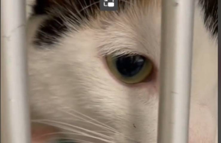 gattina Chanel occhi tristi