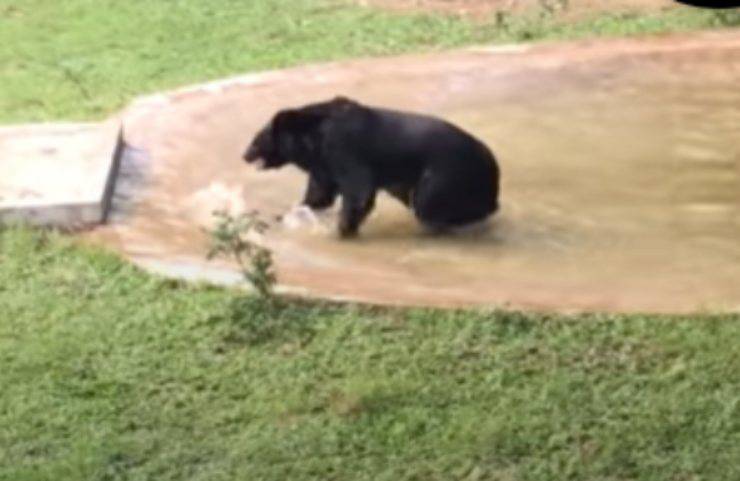 orso libero Tuffy gioia 