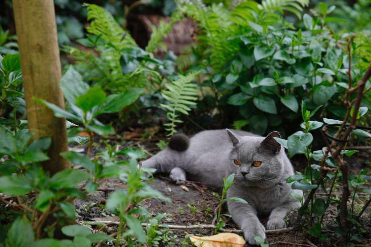 Dare erba gatta al gatto