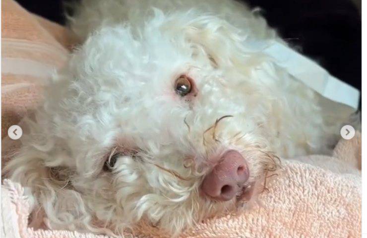 Cachorro de Toodles hospitalizado por sobredosis
