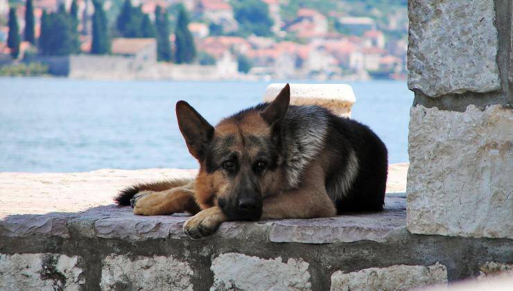 pastore tedesco