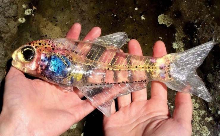 pesce trasparente arcobaleno 