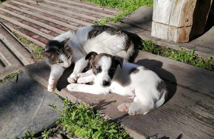 cane e gatto vicini 