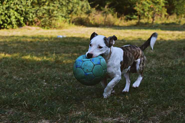 Il cane e i giocattoli da evitare