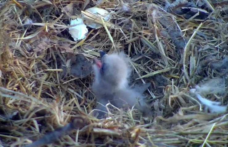 piccoli aquila uova salvati