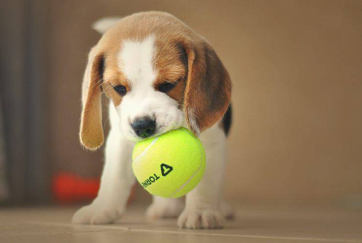 Beagle cucciolo