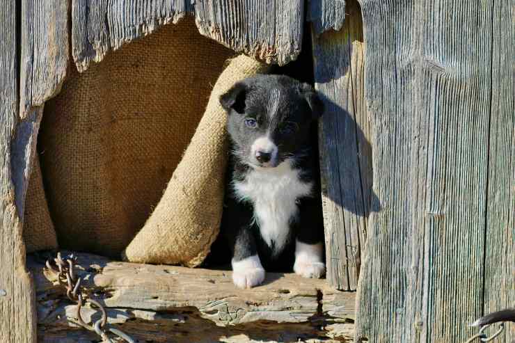 cucciolo nella casetta di legno 