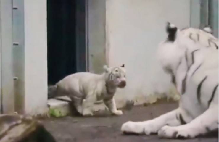 tigre bianca tigrotto spaventa