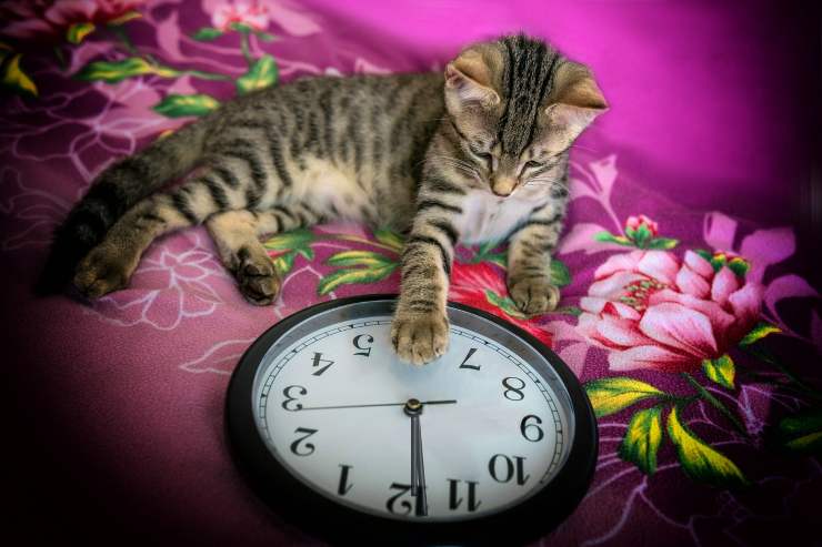 gatto gioca con l'orologio 