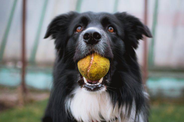 Evita questi giocattoli per fido