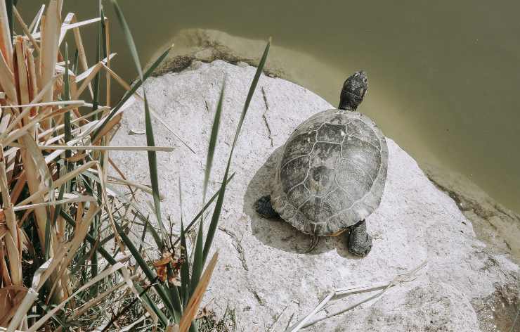 tartaruga d'acqua 