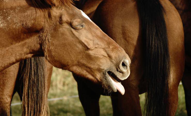 cavallo con tosse