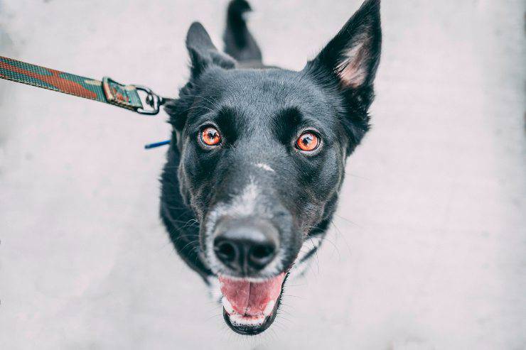 Il cane abbaia ai vicini