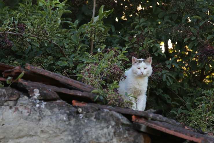 Gatto sul tetto 