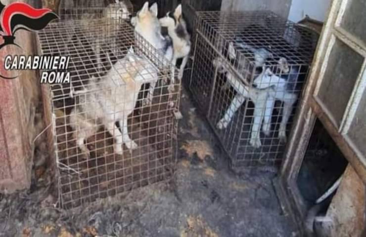 200 Cani chiusi in gabbia e costretti a vivere sui propri escrementi