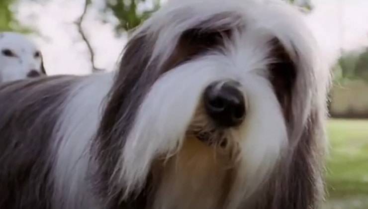 Shaggy Dog - Papà che abbaia... non morde