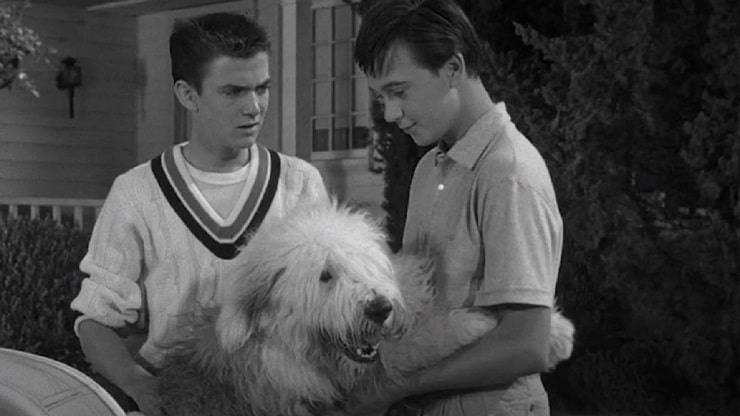 Cane Geremia cane e spia