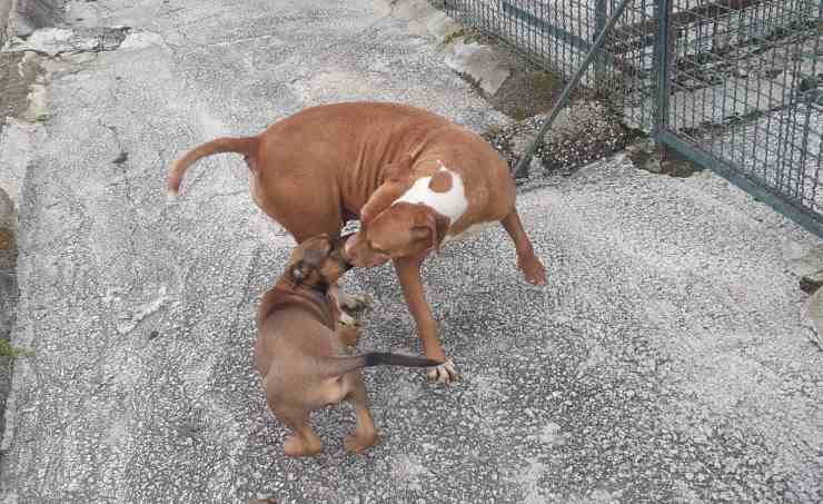 mamma cane trovata cuccioli superstiti