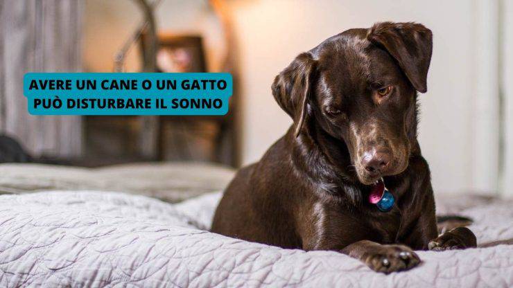 Cane sul letto 