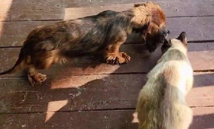 cuccioli crescono con cane e gatto