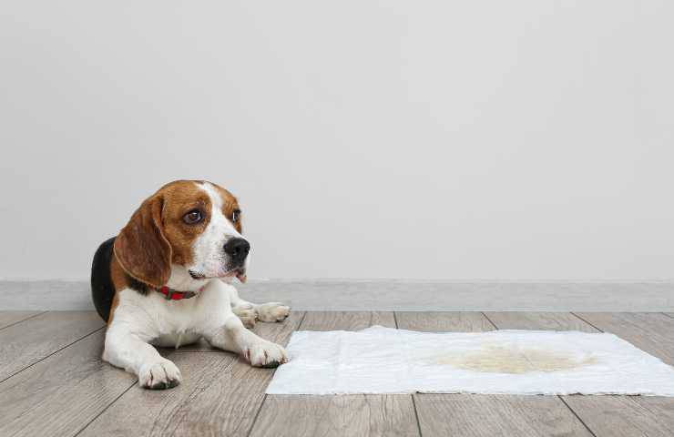 Addestrare cane alla traversina