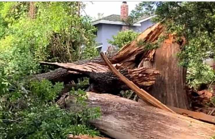 Intrappolato sotto un albero : vigili del fuoco fanno di tutto per salvarlo