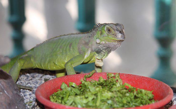 iguana che mangia
