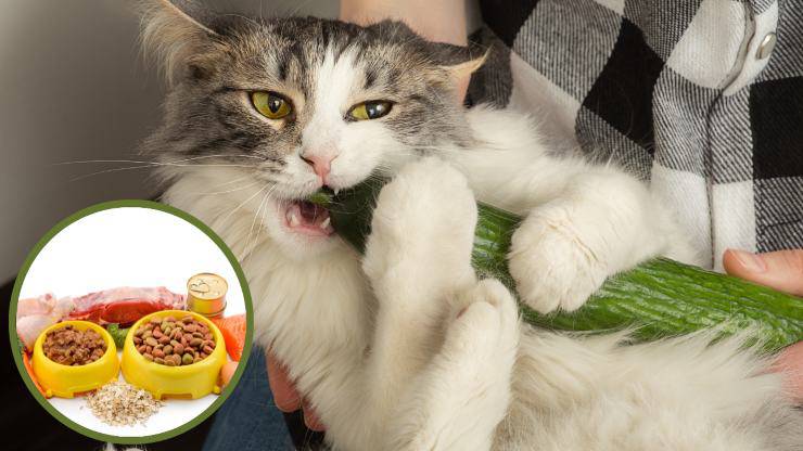 gatto mangia verdure