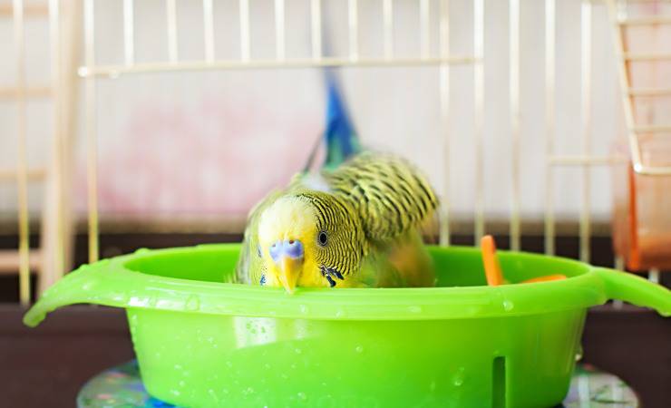 pappagallino nella vasca