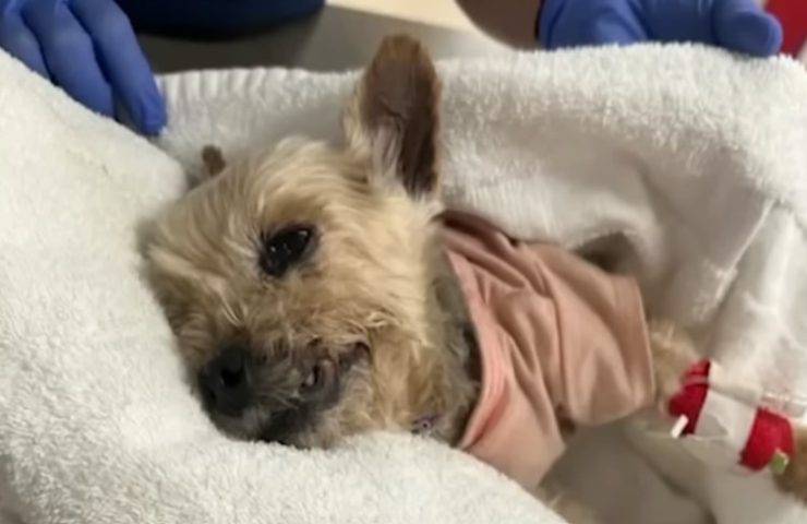 Uomo prende brutalmente a calci un cane