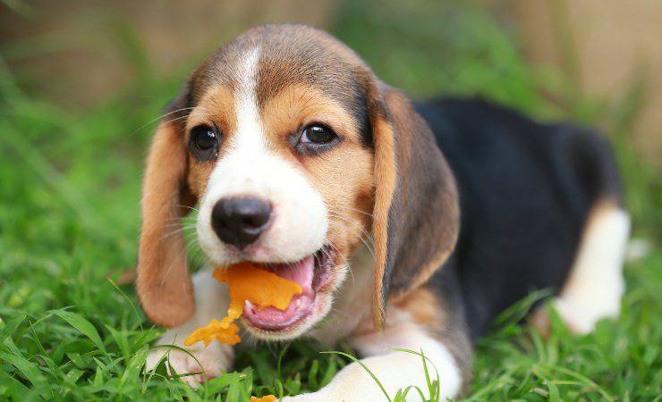 frutta per il cane