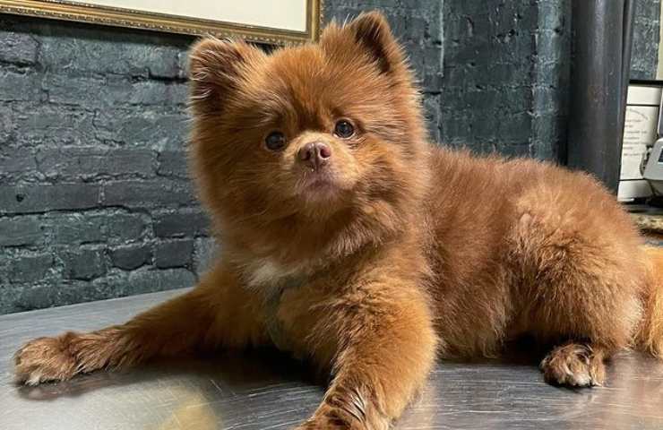 pomerania famoso social