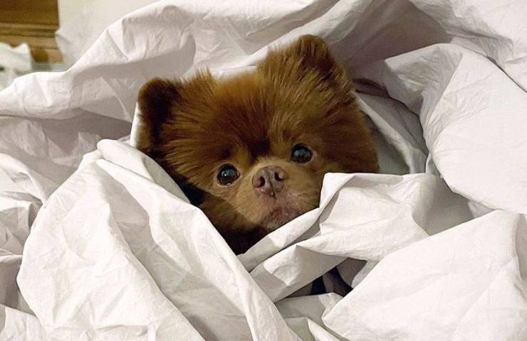 cane famoso instagram