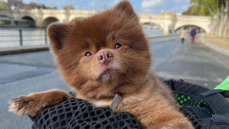 pomerania famoso instagram