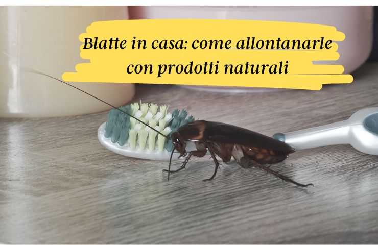 Come allontanare le blatte