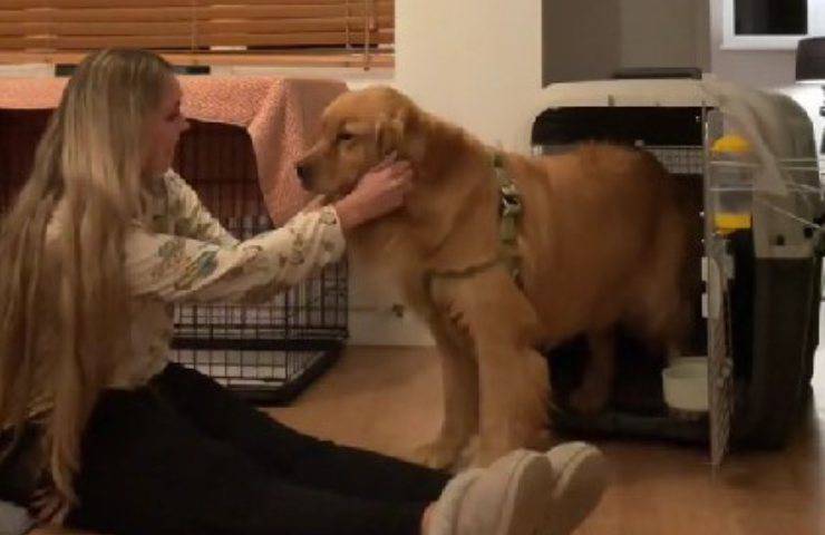 cane non si fida dell'uomo