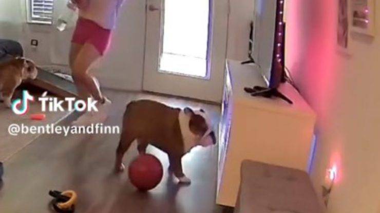 Bulldog che balla video