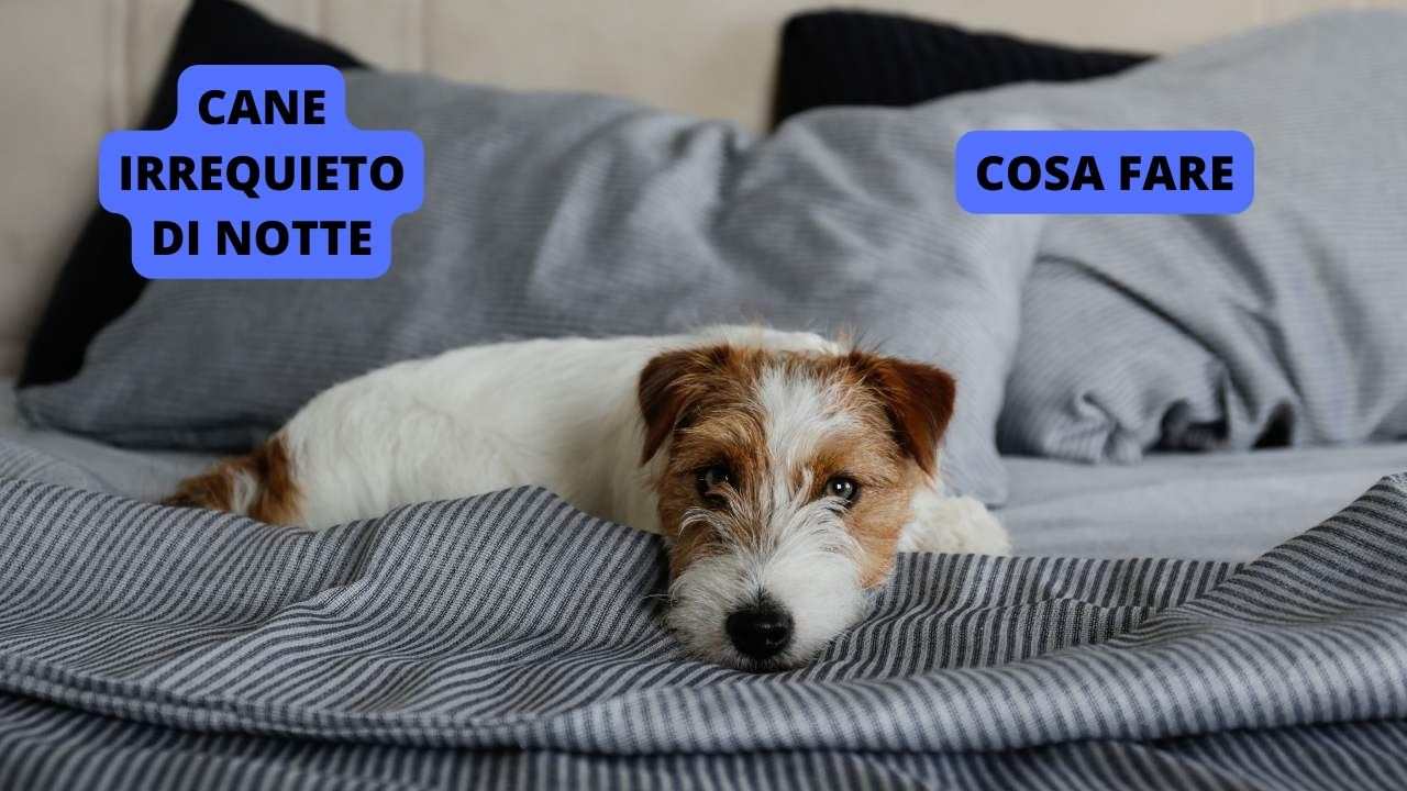 Cane irrequieto di notte i motivi e cosa fare per calmarlo