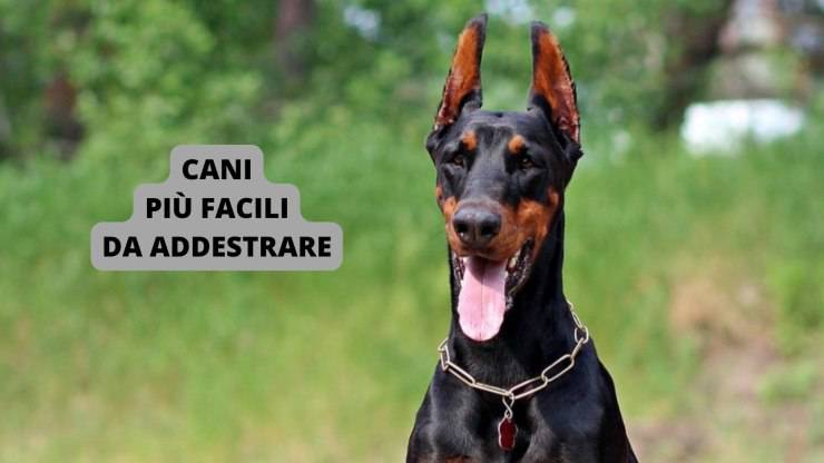 Dobermann 