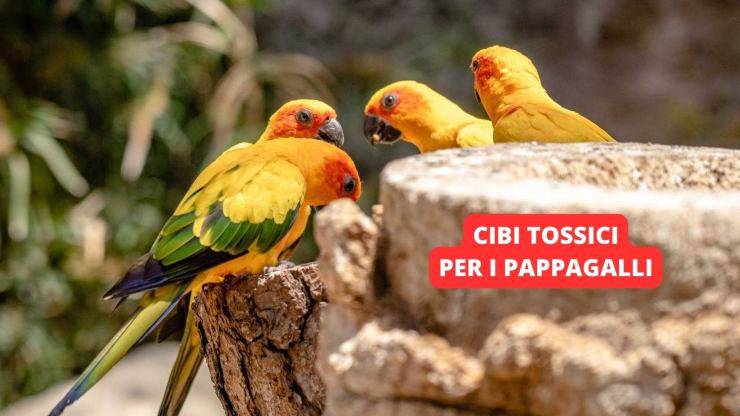 pappagalli