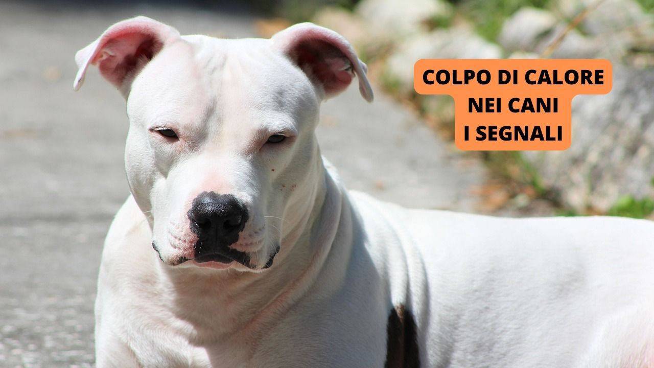 Attenzione Rf Radiazione Rischio Autorizzato Solo Cartello Su Bianca - Foto 6