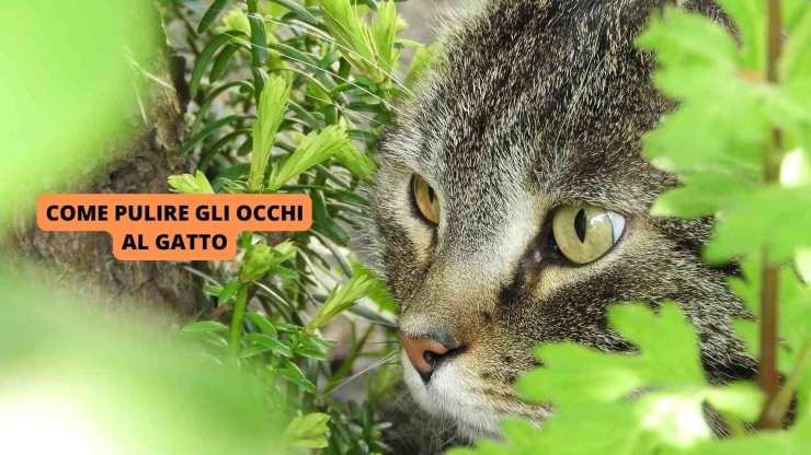 gatto nell'erba 